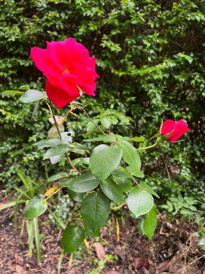 Rosa Do Canto Monte  Εξωτερικό φωτογραφία